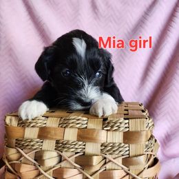 Mia - Black and white female Portuguese Water Dog puppy in Narvon, Pennsylvania from Prized Family Porties