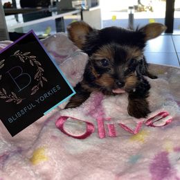 Yorkshire Terrier Puppies from Blissful_Yorkies