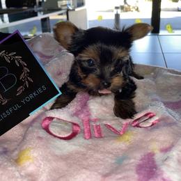 Yorkshire Terrier Puppies from Blissful_Yorkies