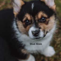Pembroke Welsh Corgi Puppies from Bear Creek Corgis