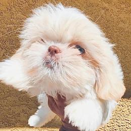 Sweety - Cream and white female Shih Tzu puppy in Victorville, California from RUMBLE n TUMBLE