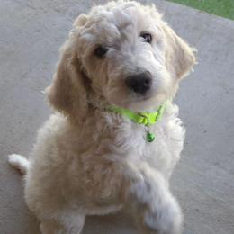 Casper - Silver male Poodle puppy in Aurora, Colorado from Simply Amazing Doodles