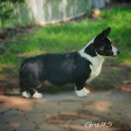 Girl 5 - Black and white American Corgi puppy in Natchitoches. La, Louisiana from Bleu Bayou Corgis