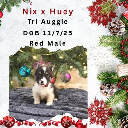 Red male - Black and tan male American Corgi puppy in Campbellsburg, Indiana from Kates Corgis