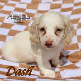 Dash - Red male Dachshund puppy in Huntington, Texas from Camacho_Dachshunds