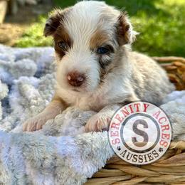 Yellow Collar - Red merle female Australian Shepherd puppy in Winston Salem, North Carolina from Serenity Acres Aussies
