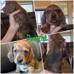 Dwight - Dapple male Dachshund puppy in Sulphur Springs, Texas from Waggin Beach Paradise Doxies