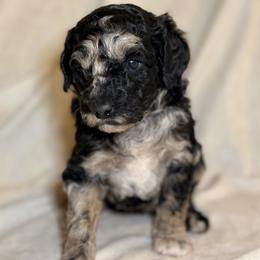 Cheyenne - Merle female Goldendoodle puppy in Saint Louis, Missouri from Jax Doodles