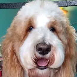 Stella - Goldendoodle