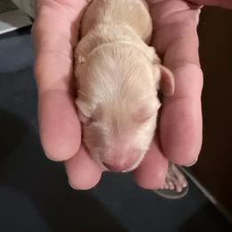 Fern - Cream female Dachshund puppy in Bremen, Georgia from Jones Royal Kennels / Jones Miniature Dachshunds
