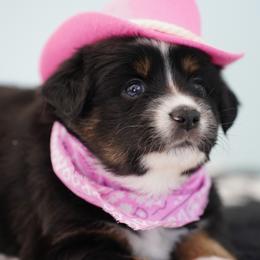 Dakota - Black tri female Miniature Australian Shepherd puppy in Chesapeake, Virginia from Beaver Dam Mini Aussies