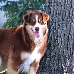 Thriller - Miniature Australian Shepherd