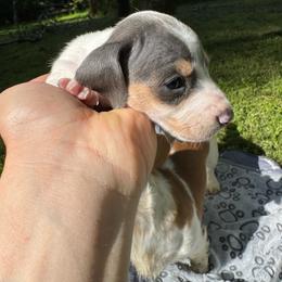 Girl 1 - Piebald female Dachshund puppy in Stockton, California from Royalty Weenies