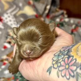 Abigail (Millie) - Chocolate female Pomeranian puppy in Springfield, Missouri from Hope Mountain Pomeranians