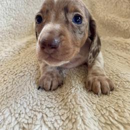 Lily - Chocolate and cream female Dachshund puppy in Granbury, Texas from Welden’s Miniature Dachshunds