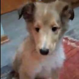Lord Ragnar - Sable merle and white male Collie puppy in Elmhurst, Illinois from Stacey's Collies