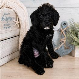 Sailor June - Black female Double Doodle puppy in Whitsett, North Carolina from Rock Creek Doodles NC