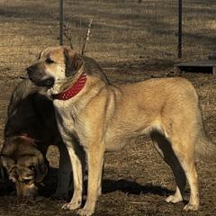 Ruby - Anatolian Shepherd Dog