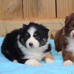 Miniature Australian Shepherd Puppies from Taylor Made Aussies