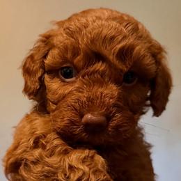 Male, Light Blue Collar - Red  male Goldendoodle puppy in Wichita, Kansas from Goldendoodles of Oz