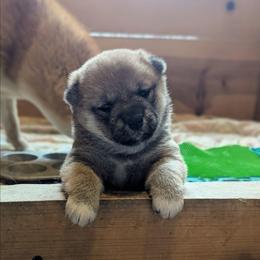 Rose - Red female Shiba Inu puppy in Jasper, New York from Cornerpost Shiba Inus