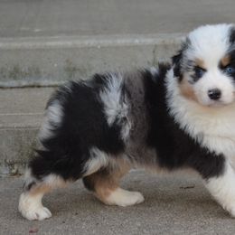 KB-BMF1 - Blue merle Australian Shepherd puppy in Missouri from Crossroad Acres Aussies
