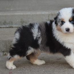 KB-BMF1 - Blue merle Australian Shepherd puppy in Missouri from Crossroad Acres Aussies