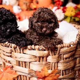 Chocolate - Brown male Poodle puppy in Atlanta, Georgia from ATLANTA POODLE BREEDER (AKC)