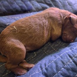 Labradoodle Puppies from P&L Doodles