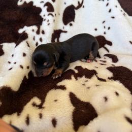 Huckleberry - Black and tan male Dachshund puppy in Opelika, Alabama from Dachshund Darlins