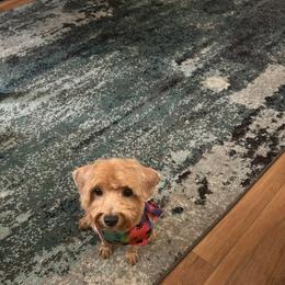Maltipoo All Grown Up from Tiffany Akins
