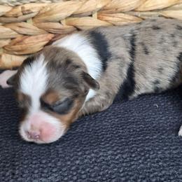 Audrey Hepburn - Blue merle female Miniature Australian Shepherd puppy in Paris, Texas from Blue Envy Mini Aussies