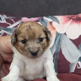 Milo - Black & tan tri-color male Maltipoo puppy in Everett, Washington from Meadows Ranch