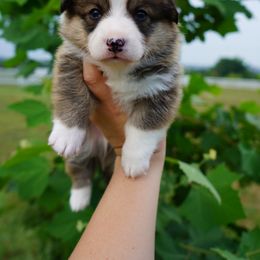 Mac - Sable Pembroke Welsh Corgi puppy in Kempner, Texas from Shining A Ranch