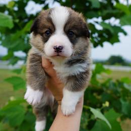 Mac - Sable Pembroke Welsh Corgi puppy in Kempner, Texas from Shining A Ranch