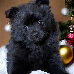 German Spitz Puppies from Legacy Kennels Michigan