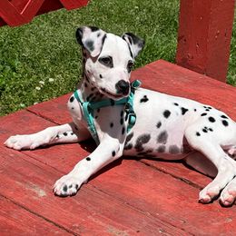 Rey - White and black Dalmatian puppy in Richmond, Virginia from Darrfield