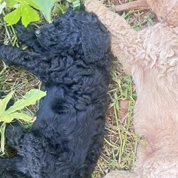 Nox - Black female Poodle puppy in Kapaa, Hawaii from Kauai Poodles