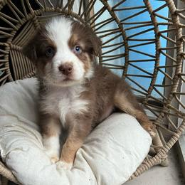 Rudolph - Red tri-color male Australian Shepherd puppy in Grants Pass, Oregon from Carmel Mountain Aussies