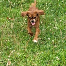 Madame Scarlett - Cavalier King Charles Spaniel
