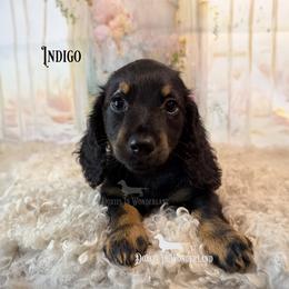 Indigo - Black and tan male Dachshund puppy in Rainier, Oregon from Doxies in Wonderland