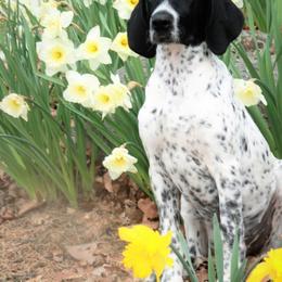German Shorthaired Pointer Puppies from Keystone Gun Dogs/vom Schlussstein Shorthairs
