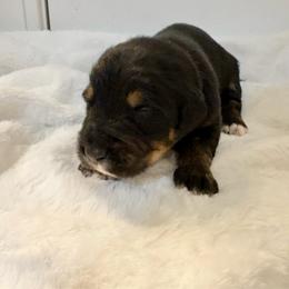 Pepper - male Golden Mountain Dog puppy in Seville, Ohio from Retriever Ranch