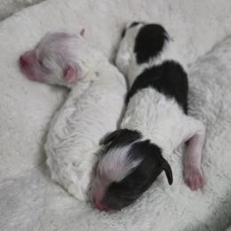Poodle puppies from Standard Hearts
