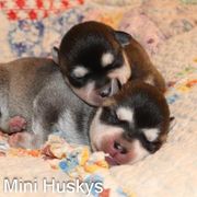 Boy 3 - Black and white male Alaskan Klee Kai puppy in Klamath Falls, Oregon from Nordic Mini Huskys