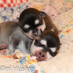 Boy 3 - Black and white male Alaskan Klee Kai puppy in Klamath Falls, Oregon from Nordic Mini Huskys