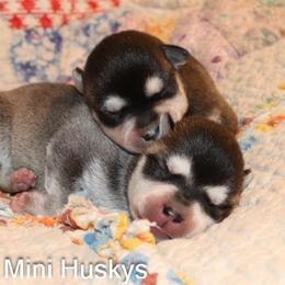 Boy 3 - Black and white male Alaskan Klee Kai puppy in Klamath Falls, Oregon from Nordic Mini Huskys