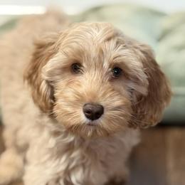 Tumi - CM0551 - Caramel male Australian Labradoodle puppy in Easley, South Carolina from Royal Diamond Labradoodles