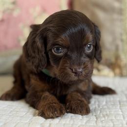 Memory - Chocolate female Cavapoo puppy in Beckley, West Virginia from By Design Doodles