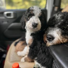 Bernedoodle Puppies from Bernedoodles of Florida